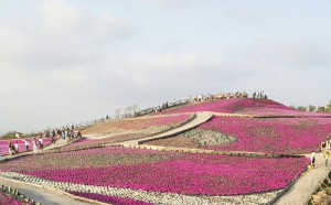 茶臼山高原